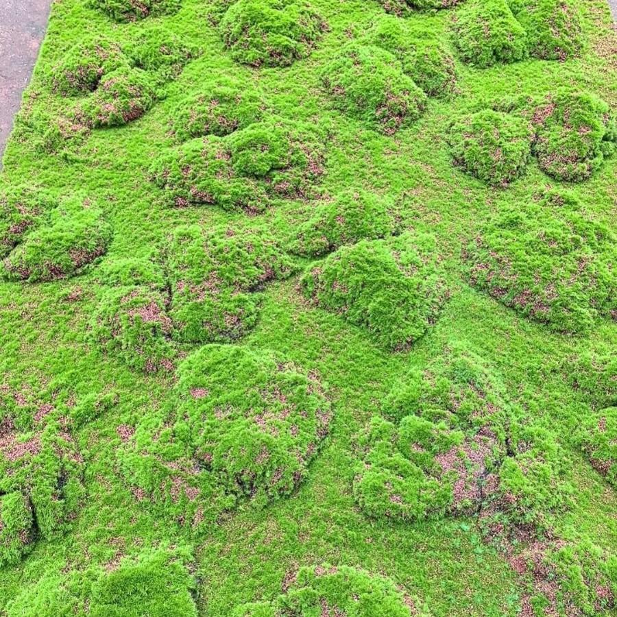 Artificial Green Moss Turf Grass Plastic Moss Carpet Eco-friendly UV Varnished Realistic Plants Moss Wall Garden Landscape Floor