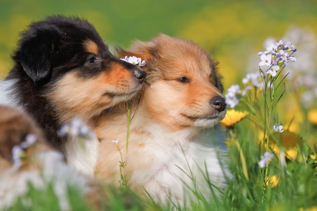 SAFLAX Garden In the Bag - Cuckooflower - 100 Seeds - With Substrate In a Fitting Stand Up Bag - Cardamine Pratensis