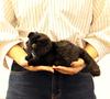 Chocola Kitten Plush Toy 180841