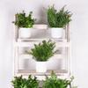 Green Simulation Plant Potted Green Grass Lifelike Grass Flowerpotted Desktop Ornament  Windowsill