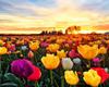 RUOPOTY DIY Frame Oil Painting By Numbers Tulip Flower Home Decor Acrylic Home Decor On Canvas Wall Art Picture For Living Room