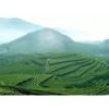 250g Tè Oolong al Ginseng Biologico di Taiwan Cura della Salute
