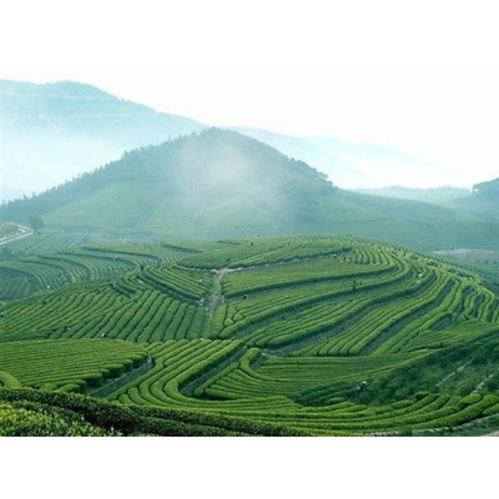 250g Tè Oolong al Ginseng Biologico di Taiwan Cura della Salute