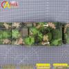 Type 05 Amphibious Infantry Fighting Vehicle Model