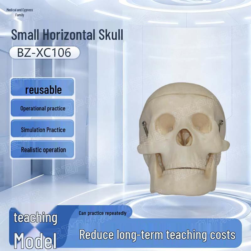Yibaike Small Skull Transverse Model