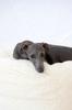 Oval Natural Wool Pet Bed - White 80 cm