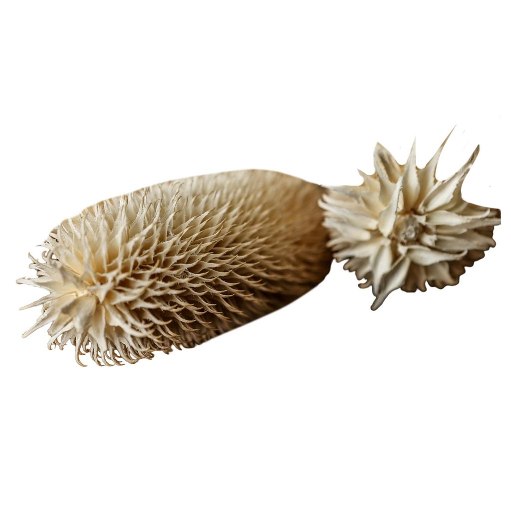 Hill Interiors Tistel tørket plante