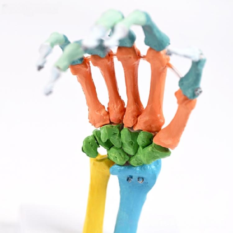 Anatomical Human Hand Bone Model with Movable Joints Color Coded Hand Bone Skeleton Model for Teaching Demonstration