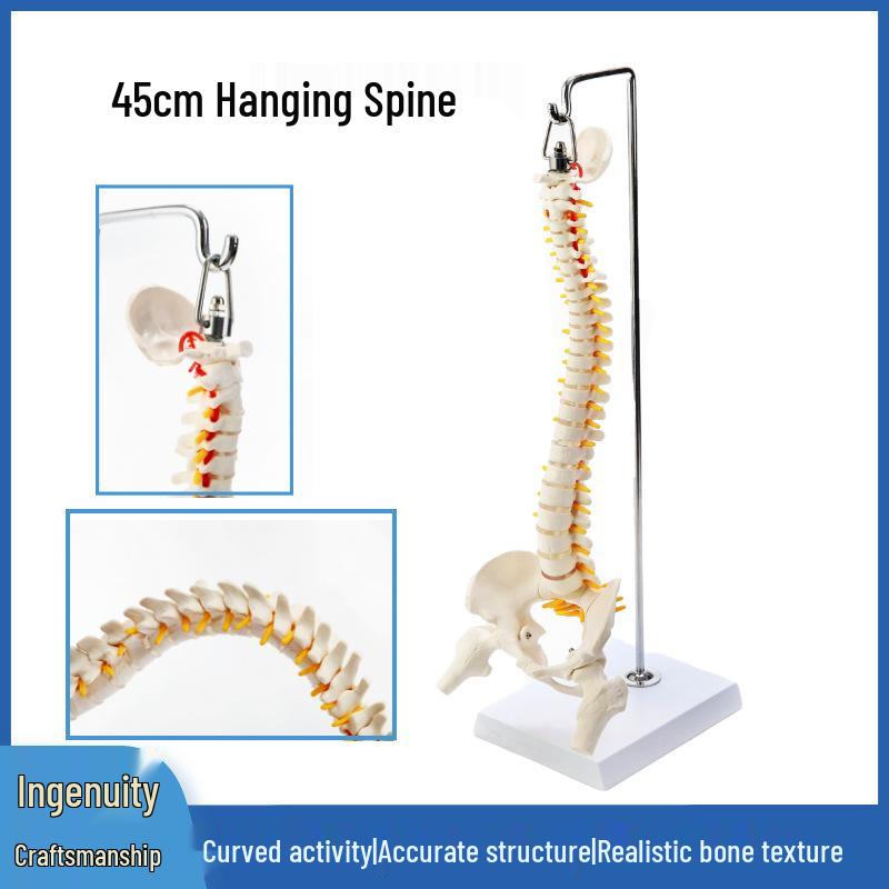 45CM Colorful Spine Model: Vertebral Column with Pelvis, Femur, Coccyx, Lumbar, Cervical Vertebrae for Chiropractic Use