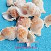 Conch Shells & Starfish for Hermit Crabs: Aquarium Decor & Drift Bottle Accessories