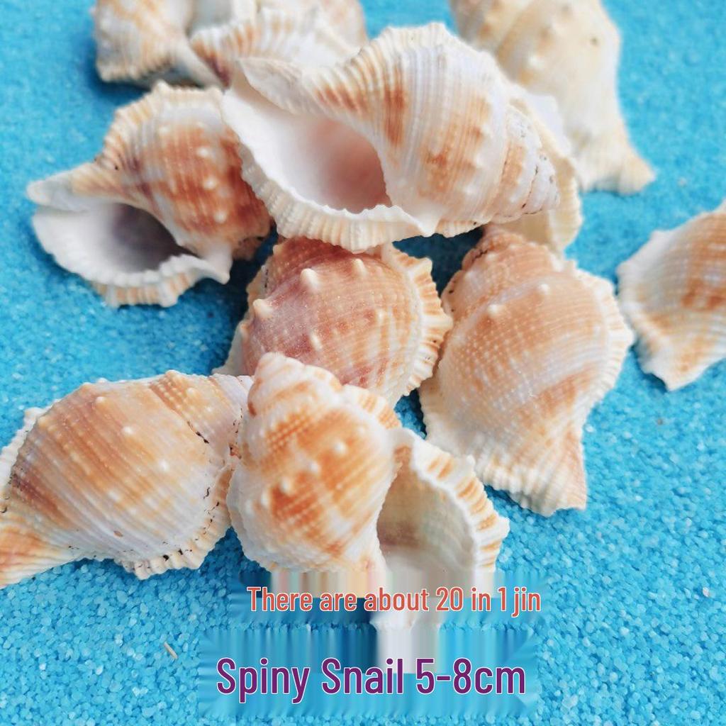 Conch Shells & Starfish for Hermit Crabs: Aquarium Decor & Drift Bottle Accessories