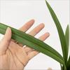 1Pc Simulation Green Soft Glue Clivia Office Home Display Set for Outdoor Courtyard Garden Home Decoration