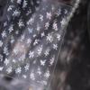 Elegant Black White Floral Nail Sticker Semi-Transparent Blooming Flowers Gold Foil Petal Stunning Botanical Chic Nail Art Decal