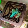 Ornamental Habitat Aquarium Fish Hideout Hollow Tube Shrimp Hiding Places  Fish Tank Decoration