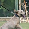 Honden – Halsbanden en hondenriemen