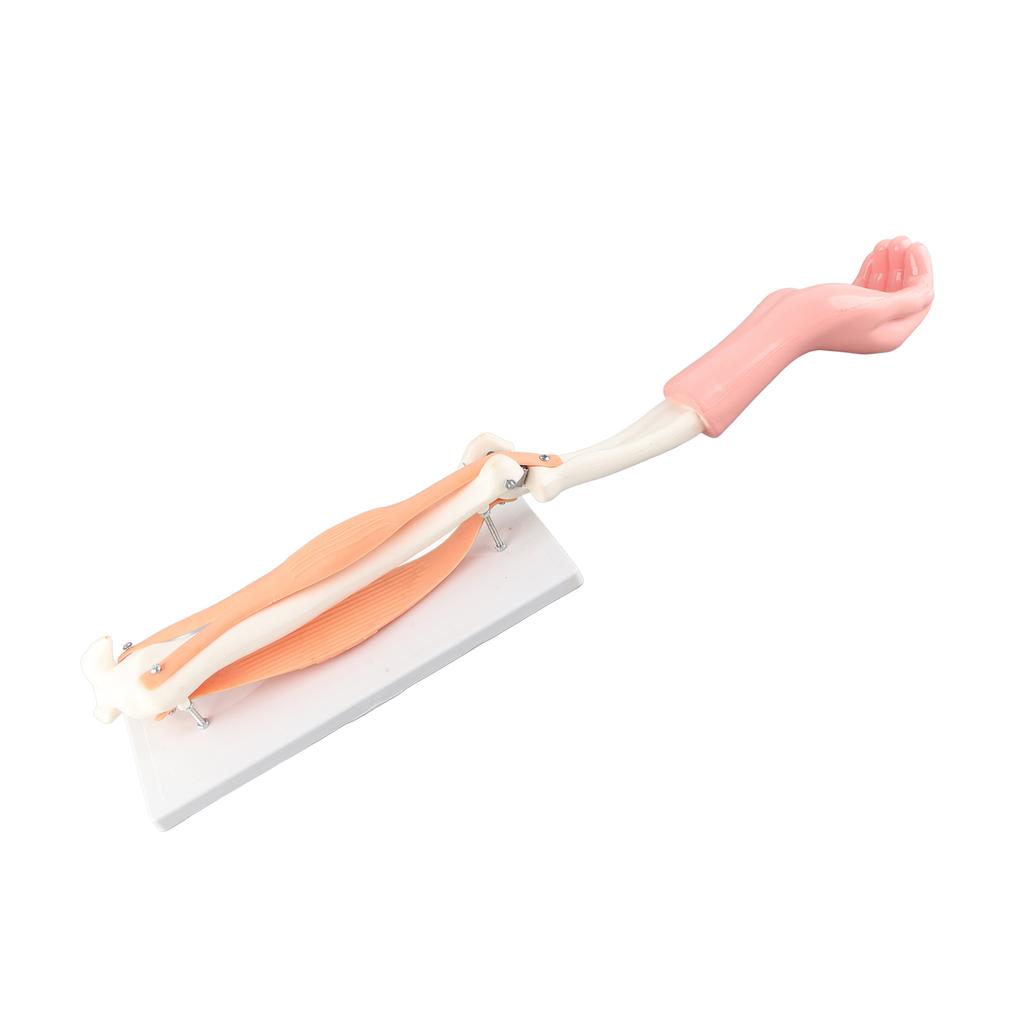 Arm Moving Model Anatomical Elbow Joint Motion Model Primary School Teaching Accessory