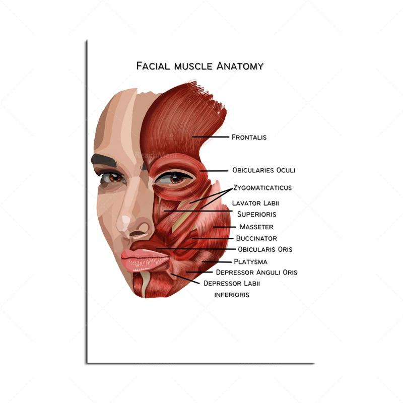 Nouveau Le Corps Structure Squelette Art Mural Anatomie du Système Nerveux Image sur Toile Affiche Éducative Décoration Médicale Peinture
