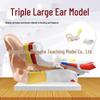 Set of 2 Large Human Ear Anatomical Models with 3x Magnification