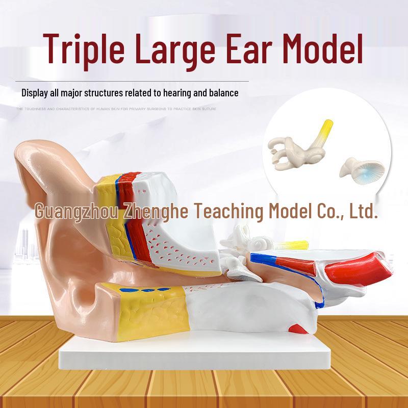 Set of 2 Large Human Ear Anatomical Models with 3x Magnification