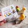 Good Morning Bird Series Gashapon Toys Budgerigar Cockatiel Lovebird Action Figure Model Ornaments Toys
