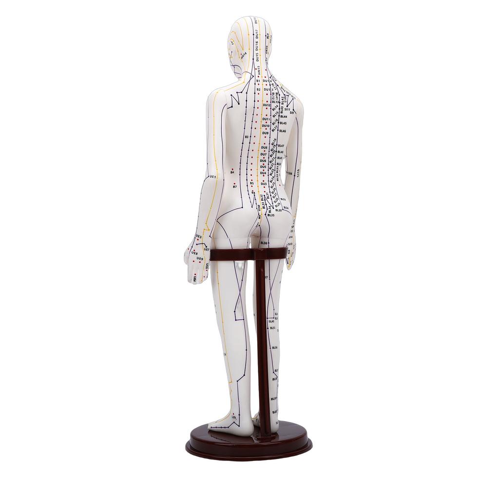 52cm Akupunkturní model těla s 60° otočnými rameny pro výuku studentů Demonstrace Bílá