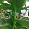 Plant Fixed Belt Adjustable Plant Support Reusable Fastener Tape For Home Garden Accessories