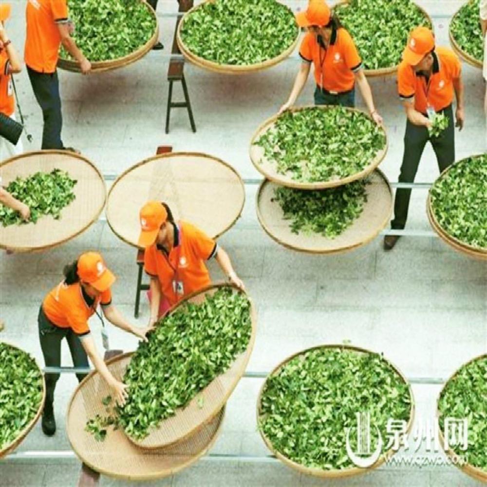 Premium Raw Puer Tea Yunnan Green Pu'er Tea  Puerh Tuo Cha Pu erh Old Tree 100g