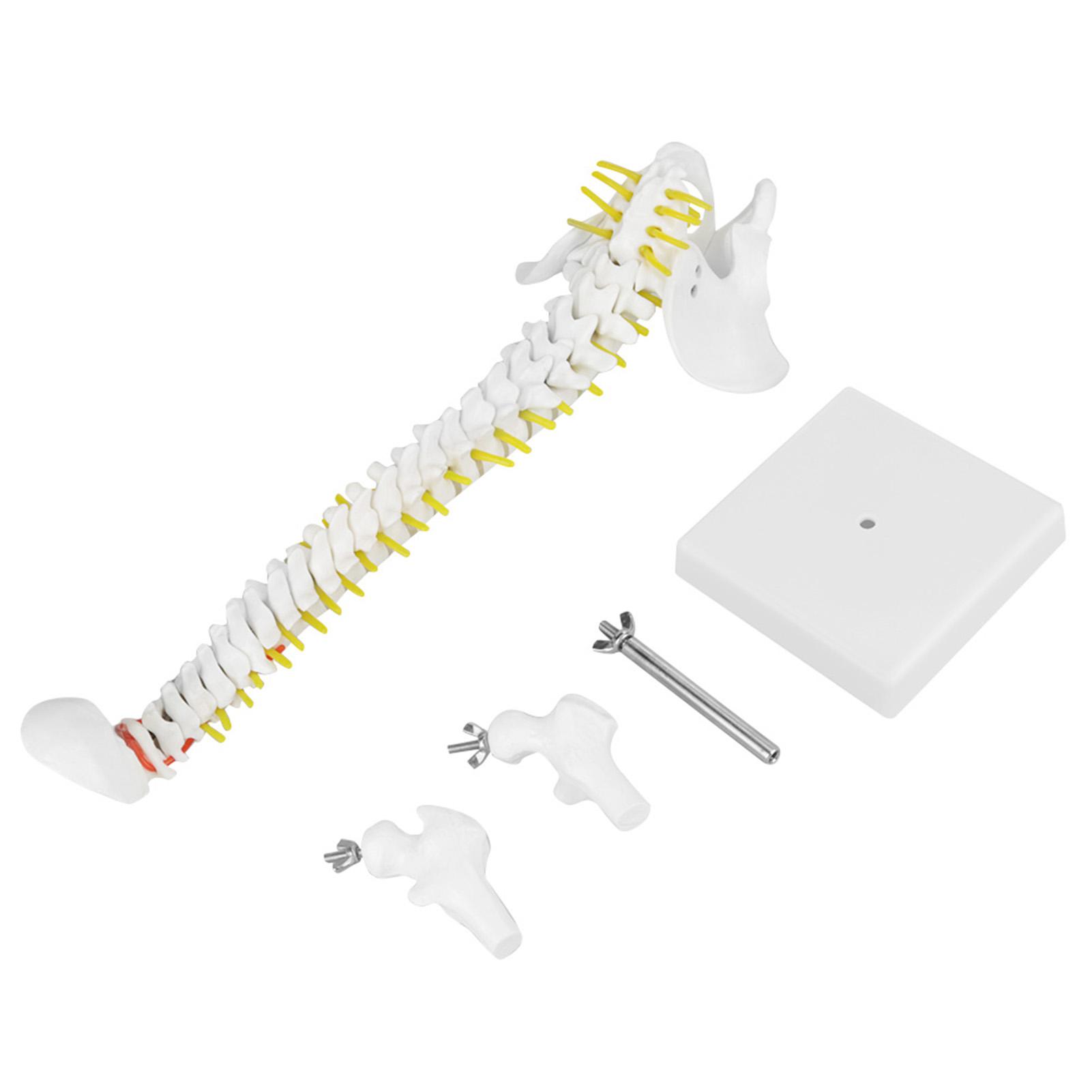 Spine Model, Human Spine 8cm Removable Flexible Human Spine Model Spine For for Skeleton Study Teaching