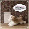 Ninian and Kino Plush Realistic Lying Approximately 40cm Long Dog, Down, (Shih Tzu)