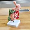 Human Digestive System Model Stomach Anatomy Large Intestine Cecum Rectum Duodenum Human Internal Organs Structure Model