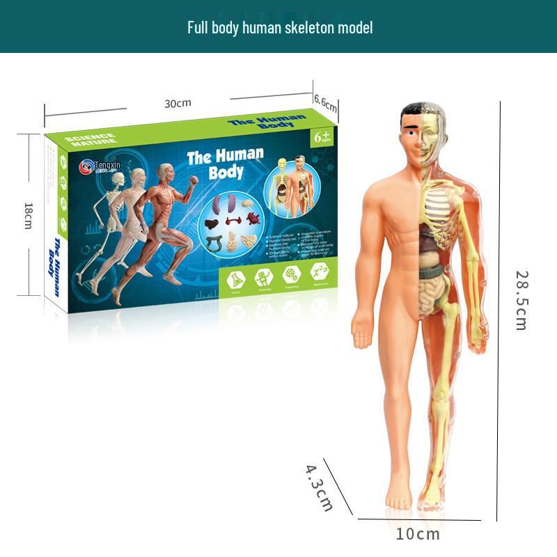 Kids' Educational Human Anatomy Model: Assembled Skeleton & Organ Teaching Aids.