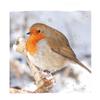 IG Design Square Robin Christmas Greetings Card (Pack of 10)