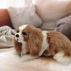 Realistic Charlie Dog