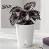 Mini Planters for Alocasia Corms Self Watering Plant Pots Indoor Plants Small with Water Level Indicator Clear Flower Windowsill Inner Cup Drainage