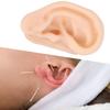 Soft Silicone Ear Model Simulation Ear Acupuncture Practice Model for Hospital Display
