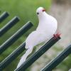 Spread Wings White Pigeon Bird Simulation Dove Decoration Crafts Peace Dove  Garden
