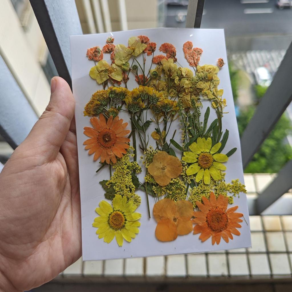 Dried Flower Embossing Material Package, Face Decoration, Eye Corner Photo, Petal Diy Glue Frame, Plant Specimen