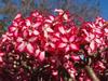 5 Seeds of ADENIUM MULTIFLORUM " Desert Rose" Fresh Seeds