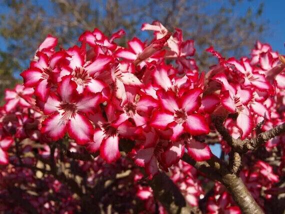 5 Seeds of ADENIUM MULTIFLORUM " Desert Rose" Fresh Seeds