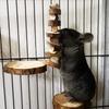 Natural Wood Chew Toy Small Animal Snack Toys Suitable For Rabbit Guinea Pig Chinchilla Hamster