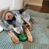 Dog Slow Feeder Ball Interactive Silicone Dog Chew Toy Treat Dispenser Ball DIY Dog Food Ball Mold for Dogs Teething Mental Stimulation