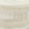 Tooth Model Educational Simulation White Corundum Dental Model for Teaching Study Supplies