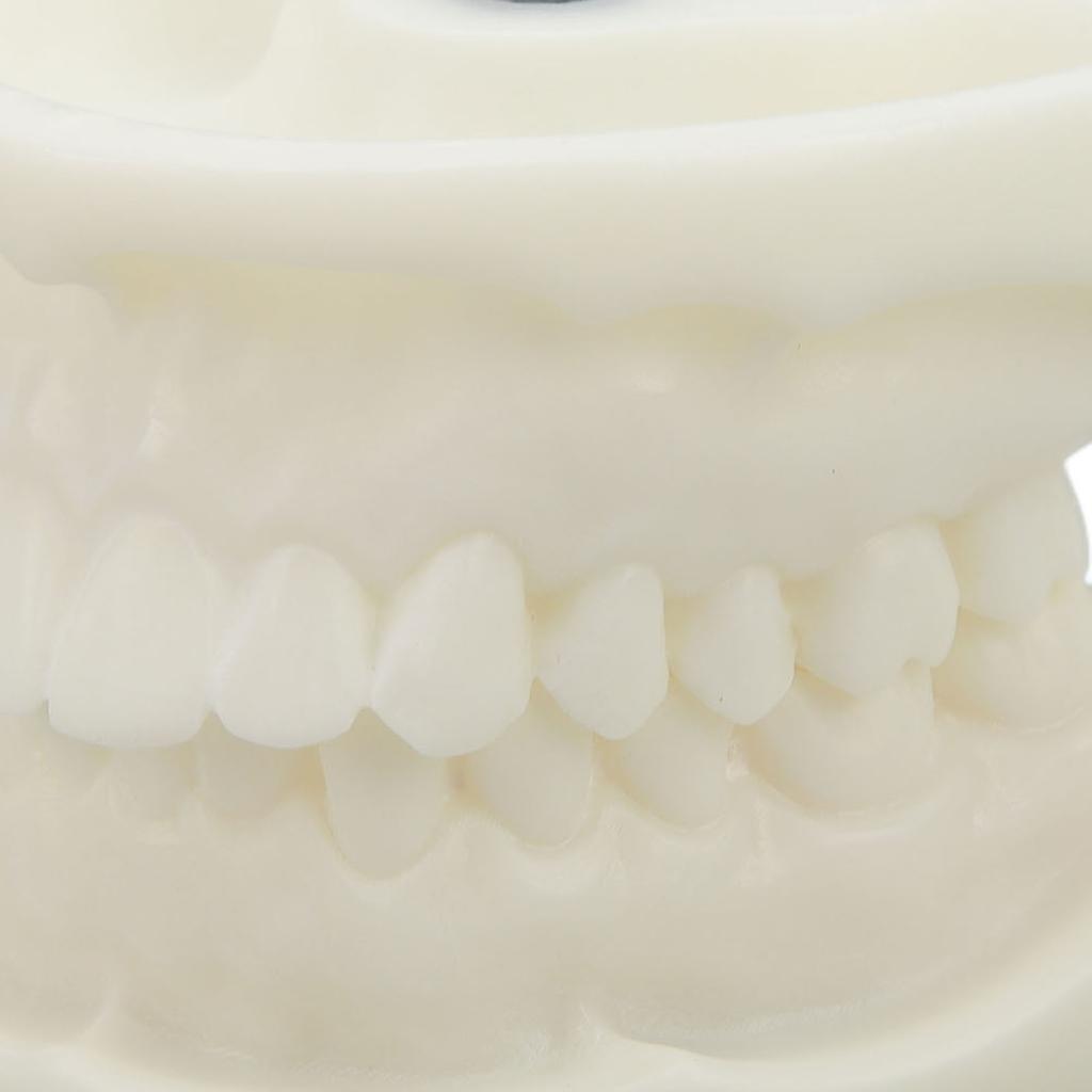 Tooth Model Educational Simulation White Corundum Dental Model for Teaching Study Supplies