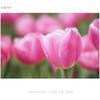 SONY (Sony) Telephoto Single Focus Lens APS-C E 50mm F1.8 OSS Digital Single Lens Alpha [E Mount]...