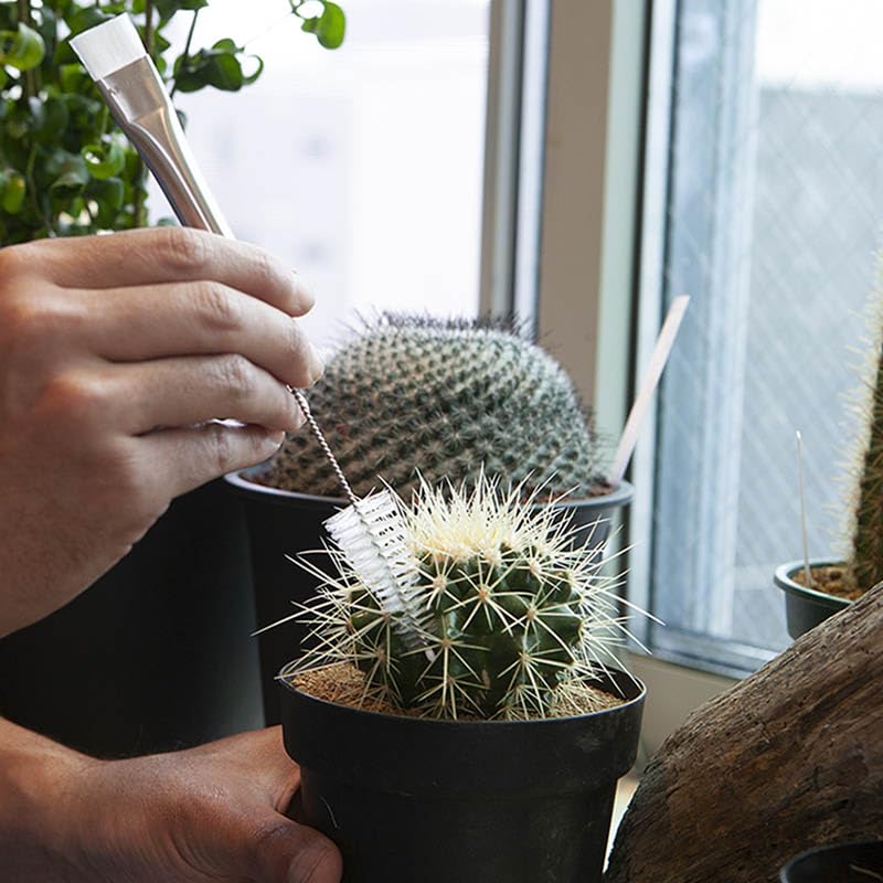 Dulton Botany Metal Brush Plants will fall in love with the cool stainless steel design BOTANY Tornado Brush with Pipe Convenient for Plant