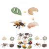 Insect Life Stage Model Pvc Educational Toy For Science Students And Nature Lovers