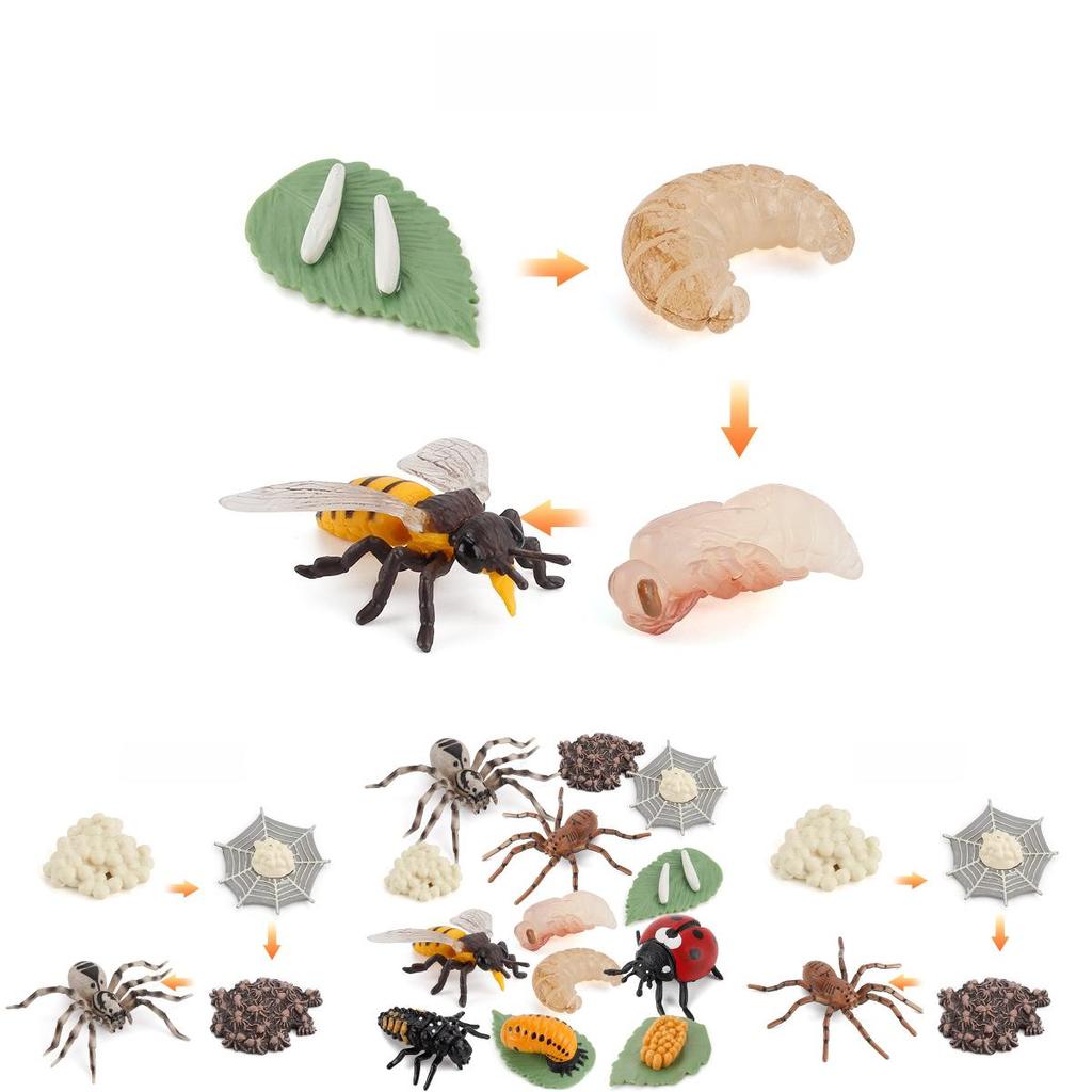 Insect Life Stage Model Pvc Educational Toy For Science Students And Nature Lovers
