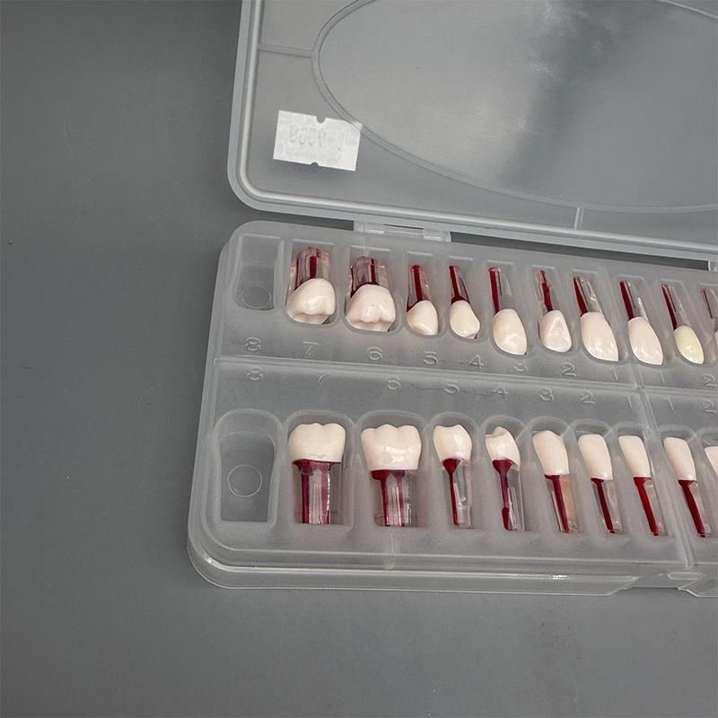 28Pcs/Set Dental Endodontic Teeth Model Full Mouth Root Canal Practice Study Model Endo Teeth Block Training