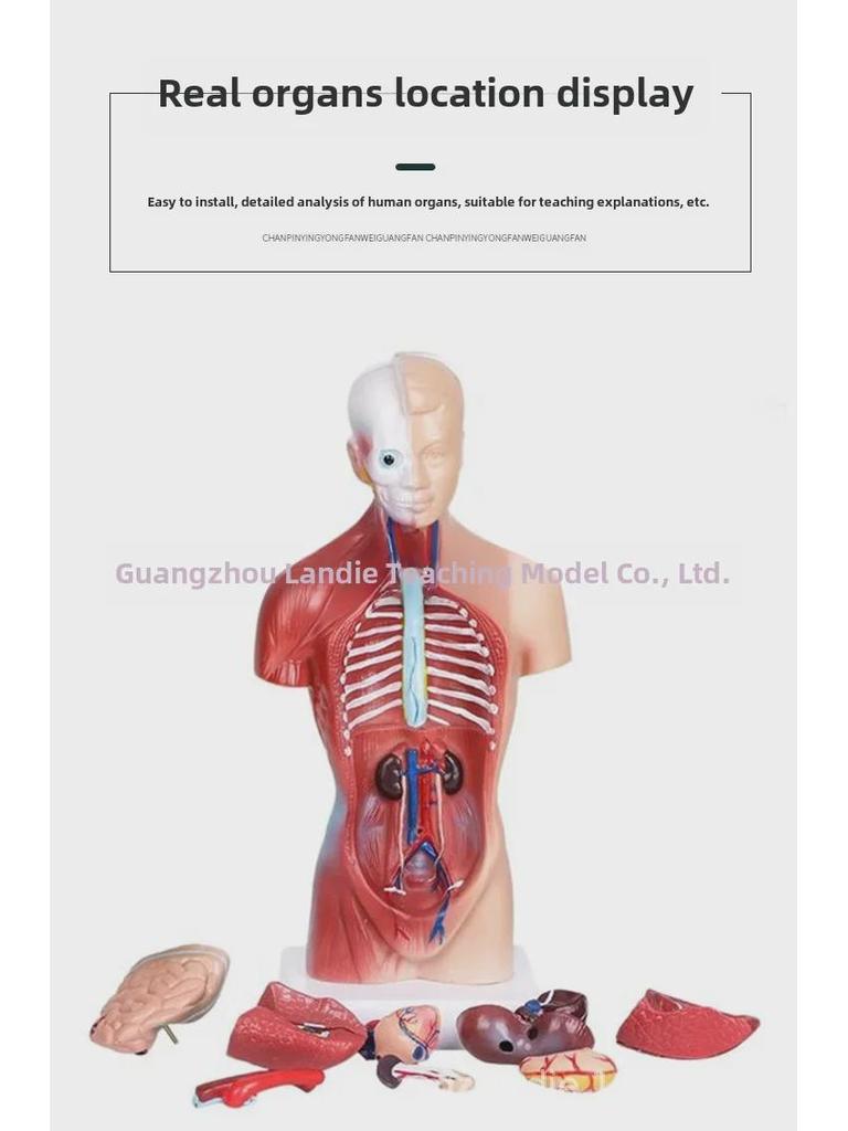 High-End 28CM Human Heart and Anatomy Model with 26CM Trunk