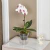 Wheeled Transparent Flower Pot Tray with Water Collection